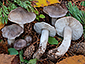 Tricholoma josserandii