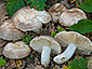 Russula ilicis