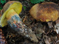 Boletus pulverulentus