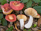 Russula rutila