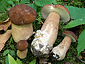 Boletus reticulatus