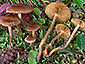 Cortinarius bataillei