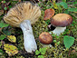 Russula pubescens