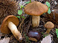 Cortinarius orellanus