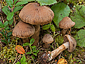 Cortinarius raphanoides