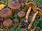 Cortinarius cinnamomeus