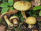 Cortinarius fulvocitrinus