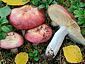 Russula exalbicans