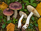 Russula versicolor