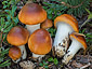 Cortinarius mucosus