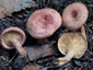 Lactarius spinosulus