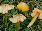 Hygrocybe acutoconica var. acutoconica