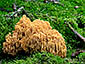 Ramaria largentii