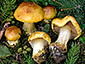 Cortinarius aureofulvus