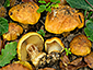 Cortinarius olearioides