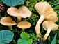 Lactarius alpinus