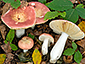 Russula veternosa