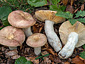 Russula decipiens