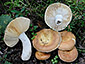 Russula ravida