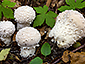 Lycoperdon mammiforme