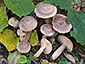 Lactarius pyrogalus