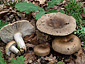 Russula amoenolens