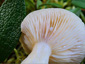 Lactarius salicis-reticulatae