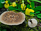 Polyporus arcularius