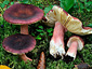 Russula taigarum