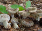 Lactarius blennius