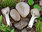 Helvella costifera