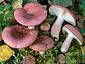 Russula exalbicans