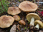 Tricholoma equestre