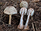 Chlorophyllum rachodes