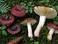 Russula badia