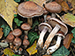 Cortinarius confirmatus