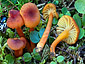 Hygrocybe turunda