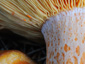 Lactarius deliciosus
