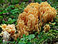 Ramaria largentii