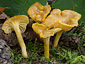 Cantharellus queletii