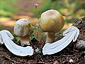 Agaricus cf. essettei