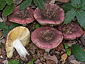 Russula seperina
