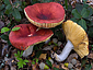 Russula maculata