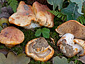 Cortinarius rubicundulus