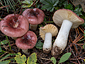 Russula cessans