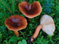 Lactarius badiosanguineus