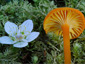 Hygrocybe cantharellus