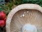 Lactarius musteus