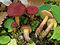 Hortiboletus rubellus