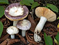 Russula carpini